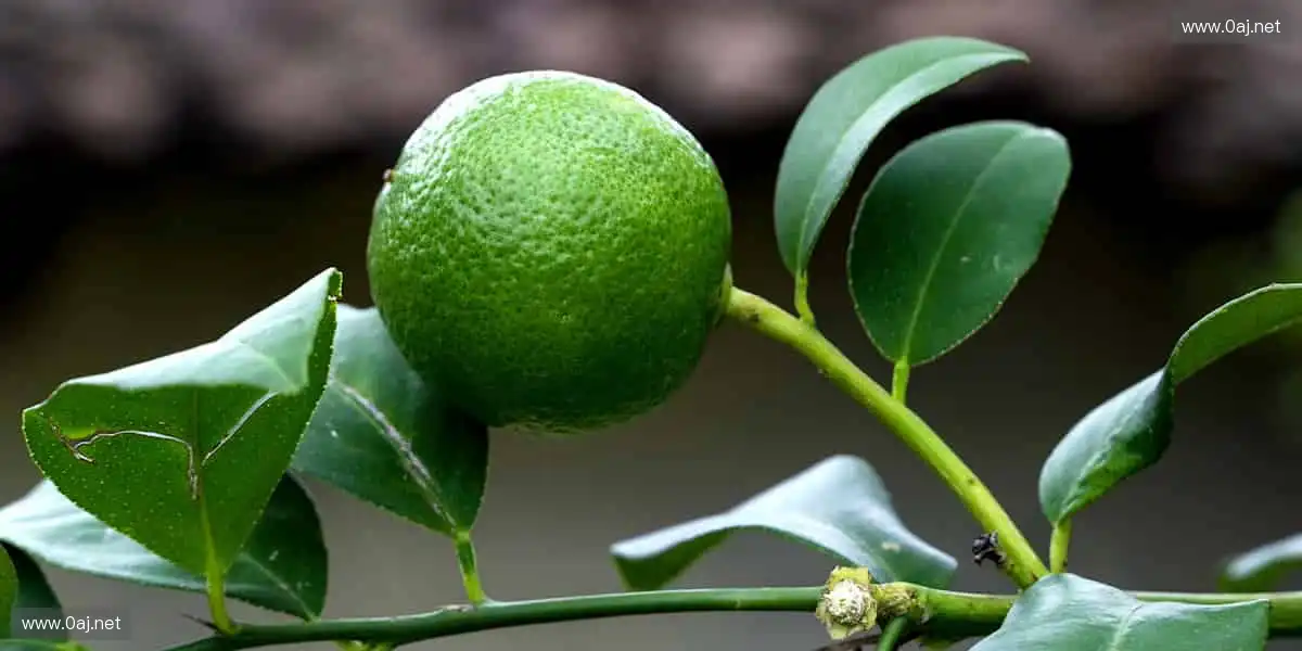 珍藏热爱，把赛场记忆带回家📸🎁